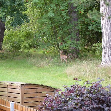 Ferienwohnung Im Wald Mit Kamin Bad Harzburg Exterior photo