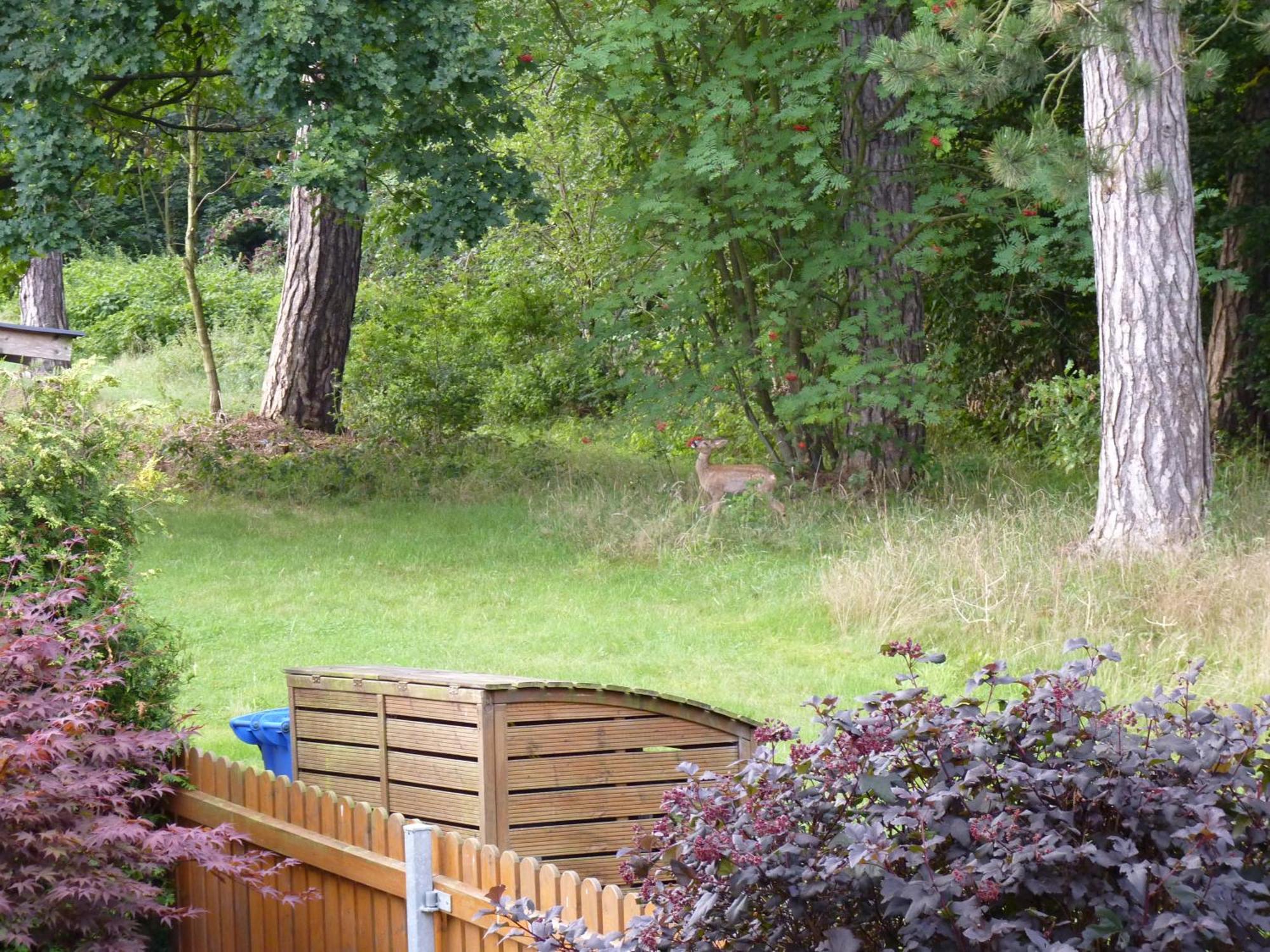 Ferienwohnung Im Wald Mit Kamin Bad Harzburg Exterior photo